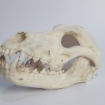 3D-printed Wolf Fursuit Head Base with Moving Jaw