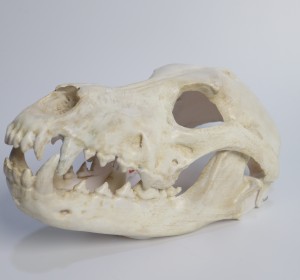 3D-printed Wolf Fursuit Head Base with Moving Jaw